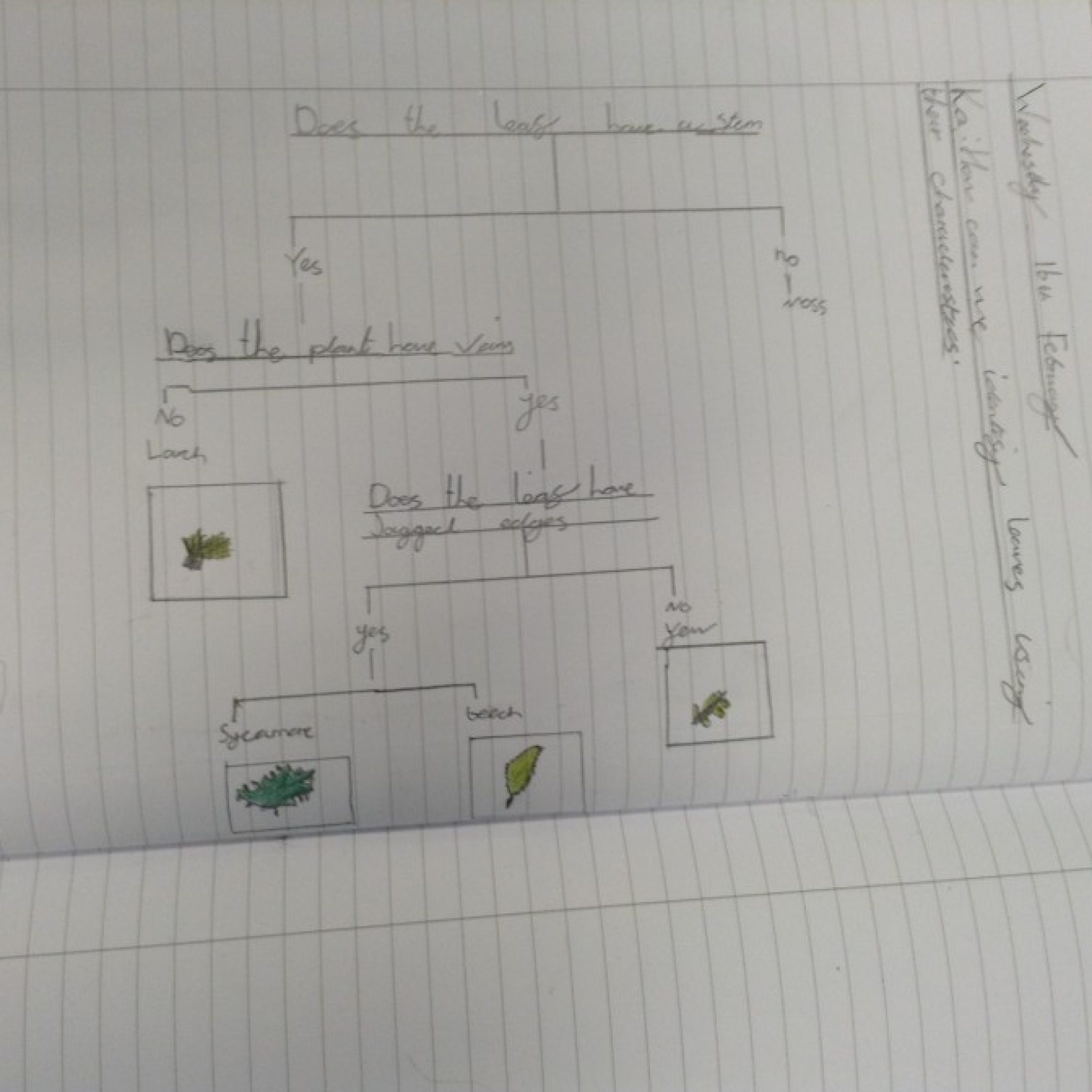Classifying leaves! – Harlow Green Community Primary School