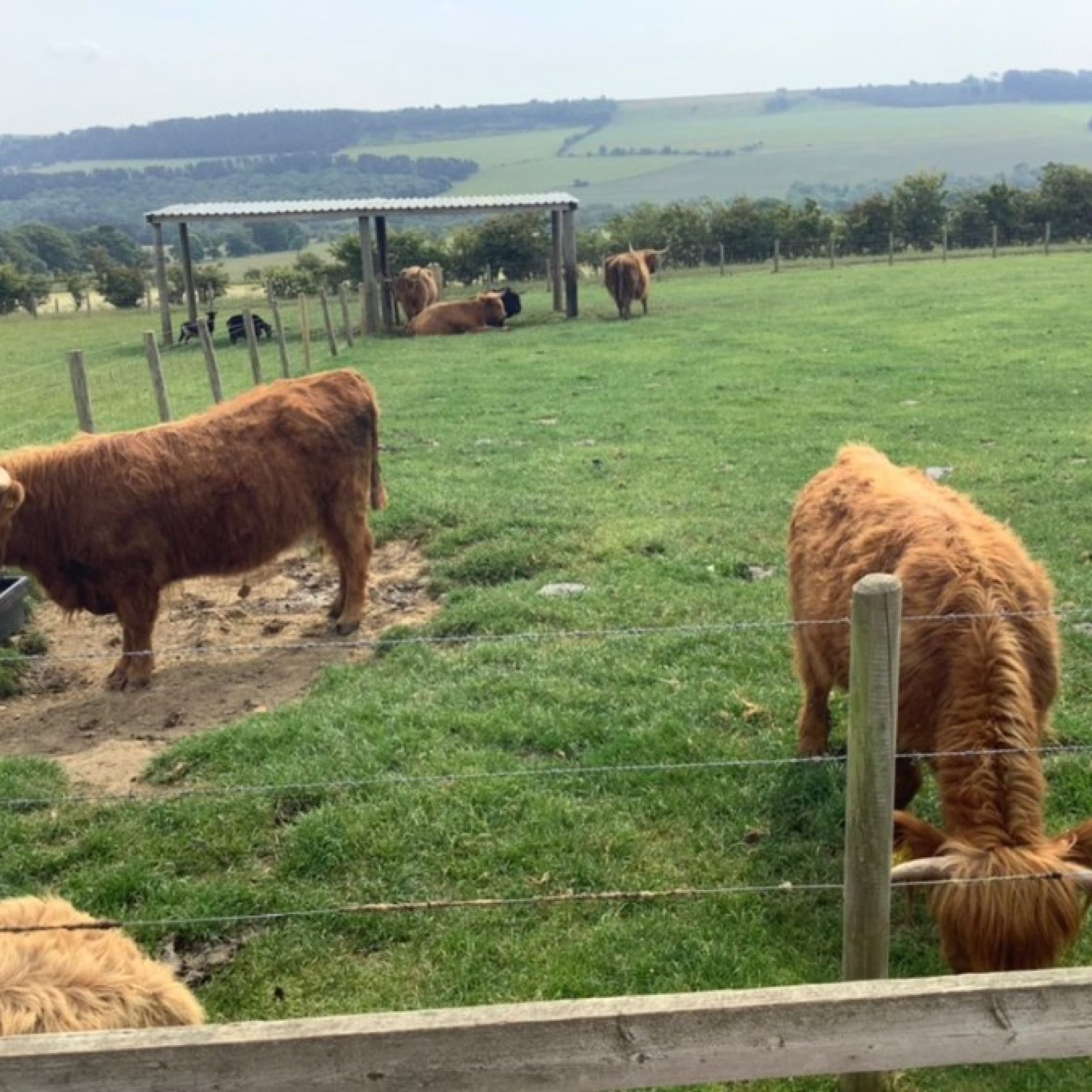 Reception Visit Hall Hill Farm Harlow Green Community Primary School