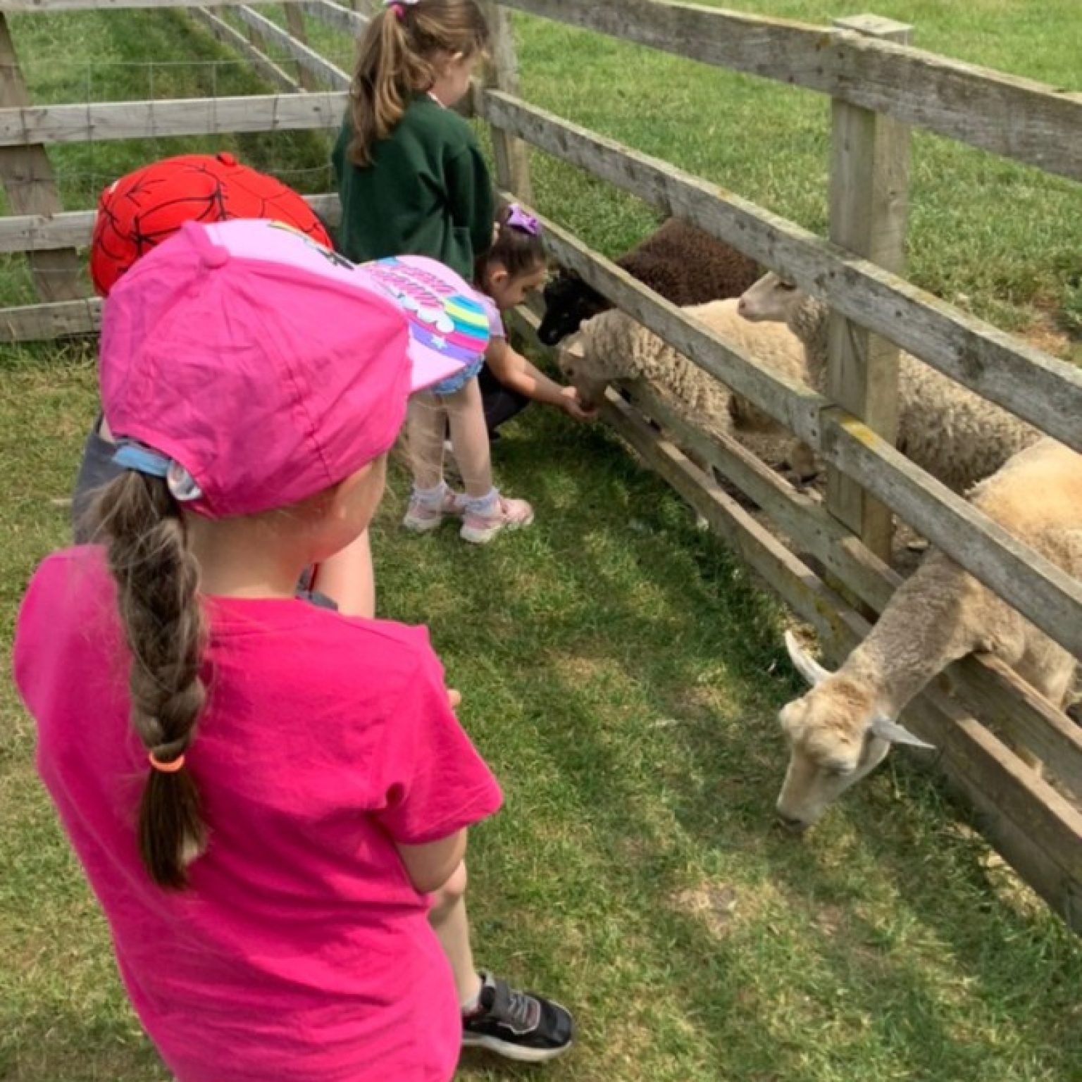 Reception Visit Hall Hill Farm Harlow Green Community Primary School